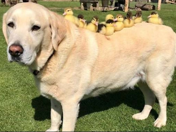 Dễ thương chưa: Bạn chó “nhận nuôi” 9 chú vịt mồ côi