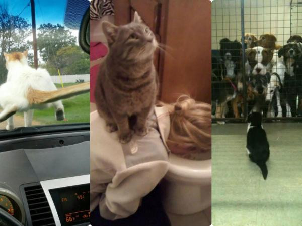 Thật sự bó tay trước những con vật bá đạo chẳng sợ trời cũng không sợ đất