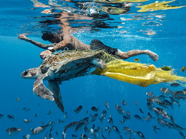 Những bức ảnh ấn tượng về môi trường đoạt giải thưởng Ciwem 2018