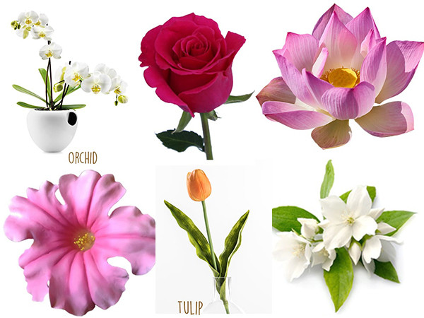 Loài hoa hộ mệnh nào sẽ đem lại may mắn cho 12 chòm sao?
