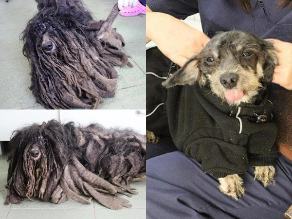Pha "lột xác" ngoạn mục của chú chó có vẻ ngoài như đống giẻ lau