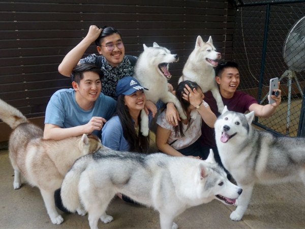 Truelove at Neverland - "Thiên đường husky" dành riêng cho "hội mê chó"!