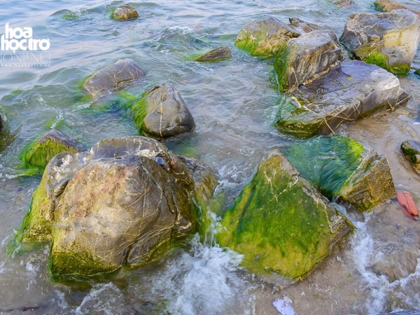 Nhanh nhanh nào bạn ơi! Mùa rêu xanh Nam Ô (Đà Nẵng) đã đến rồi!