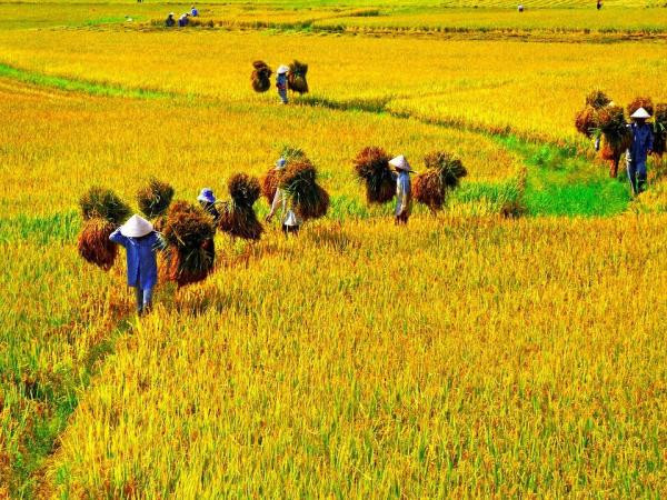 Những mốc thời gian hạnh phúc: Hương vị bánh khúc