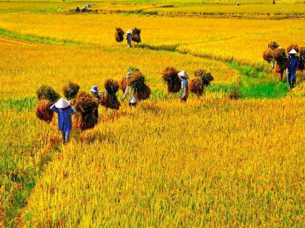 Những mốc thời gian hạnh phúc: Hương vị bánh khúc