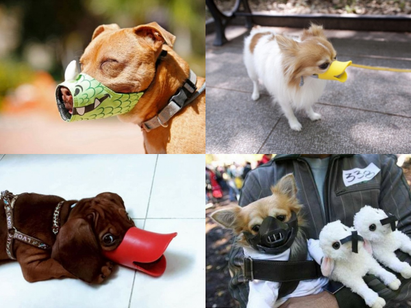 Không nhịn được cười với những kiểu rọ mõm chó có 1-0-2