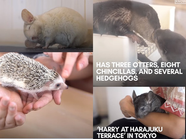 Quán cà phê "siêu cute" - thoải mái chơi với rái cá, sóc sin-sin và nhím 