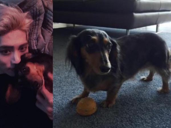 Taeyeon (SNSD) nhờ cư dân mạng tìm cô chó cưng bị thất lạc của Jonghyun (SHINee)