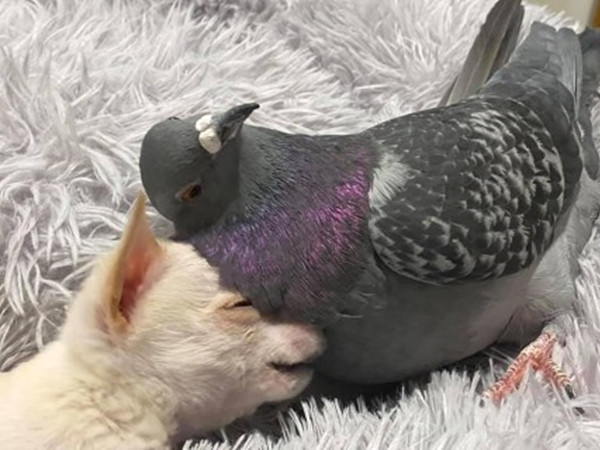 Tình bạn bất ngờ giữa chú bồ câu không thể bay và chú chó con không thể đi