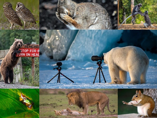 Khoảnh khắc siêu hài hước của động vật khiến bạn không thể nhịn cười