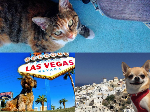 Bạn sẽ phải "ghen tị" với những chú chó, mèo này vì chúng được... đi khắp thế gian!