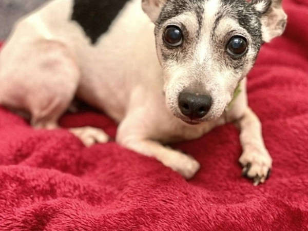 12 năm trời đi lạc, chó cưng được tìm thấy cách nhà 1.800km