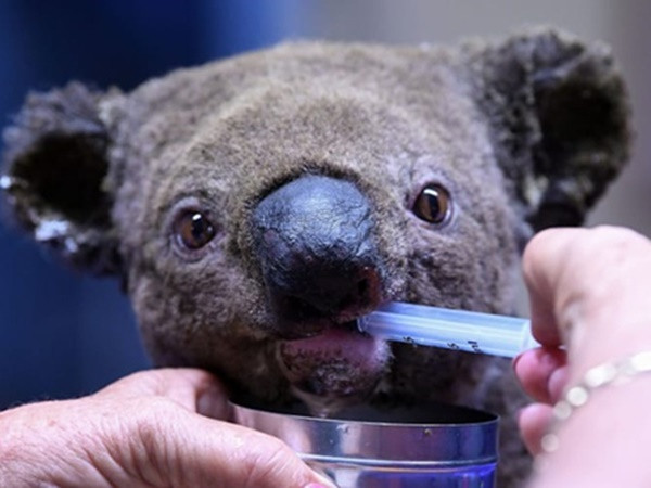 Nửa tỷ động vật Australia bị thiêu rụi trong cháy rừng "địa ngục"