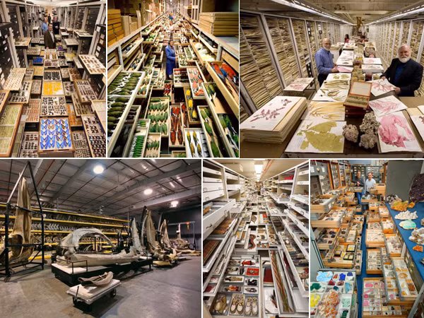 Những bức ảnh bật mí những "kho báu" của Bảo tàng Lịch sử Tự nhiên Quốc gia Mỹ