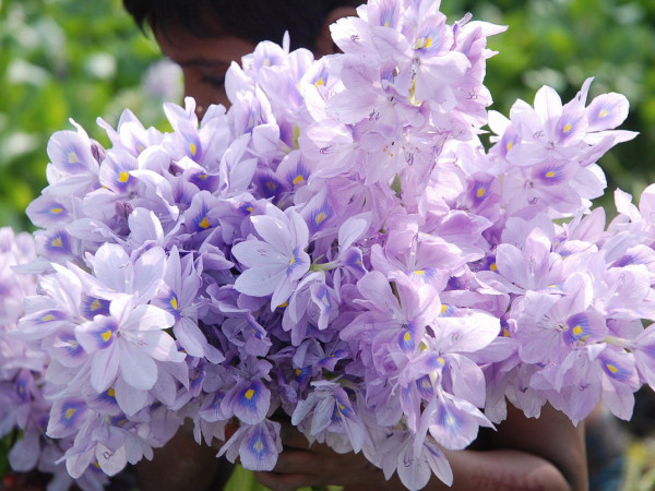 “Những mốc thời gian hạnh phúc”: Nhớ đám lục bình trôi trên sông