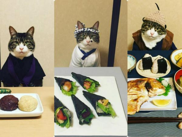 Không thể cầm lòng trước Maro - "đầu bếp mèo" siêu lạnh lùng siêu tài giỏi!