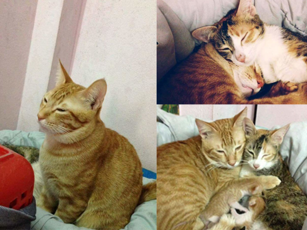 Đây chính là "soái ca... mèo" được hâm mộ nhất trên mạng tuần qua!