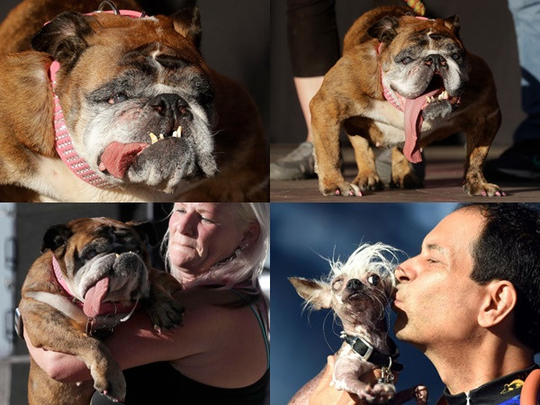 Zsa Zsa xuất sắc giành giải thưởng "chú chó xấu xí nhất thế giới 2018"