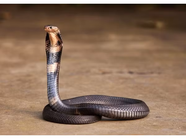 Thủ phạm gây bệnh viêm phổi lạ ở Trung Quốc có thể là loài rắn