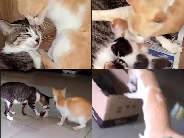 Hành động khiến mọi con tim thổn thức của soái ca mèo chăm vợ và con lúc ở cữ