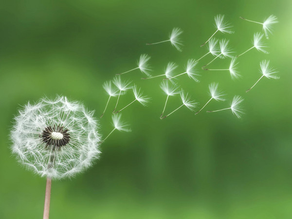 Vẫn biết muốn hạnh phúc thì phải biết cách buông bỏ, bạn đã đạt cảnh giới ấy chưa?