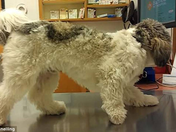 Sợ khám bệnh, "boss" giả bộ bất động khiến dân mạng cười rụng rốn