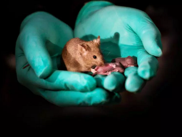 Tạo ra chuột con từ hai con chuột cái mà không cần đến chuột đực