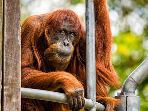 Úc: “Cô” đười ươi già nhất thế giới đã qua đời ở tuổi 62