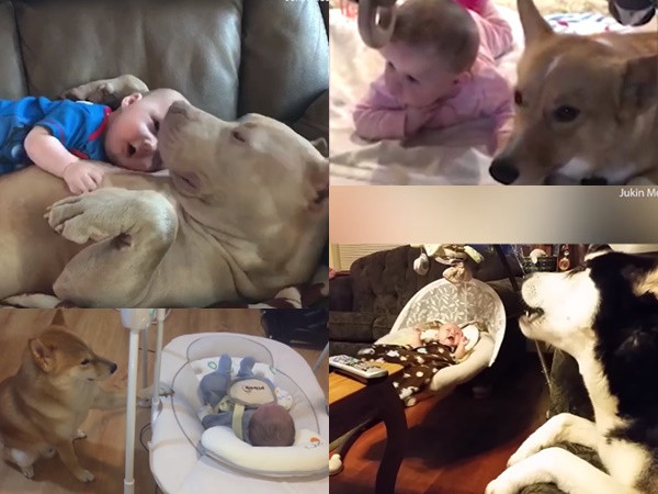 Đây là những "bảo mẫu siêu chất" phiên bản dành riêng cho "đại boss"