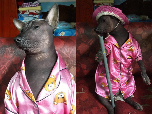 Cười không nhặt được mồm với hình ảnh chú chó điệu đà trong bộ pijama màu hồng