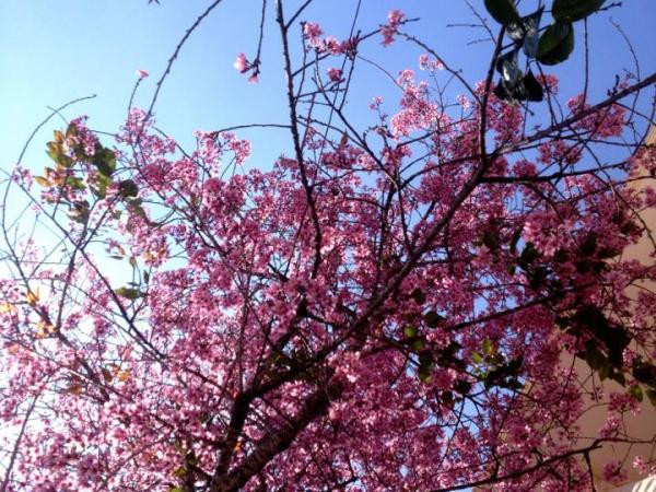 Nhanh chân lên, nếu bạn không muốn lỡ hẹn với mai anh đào tại Đà Lạt!