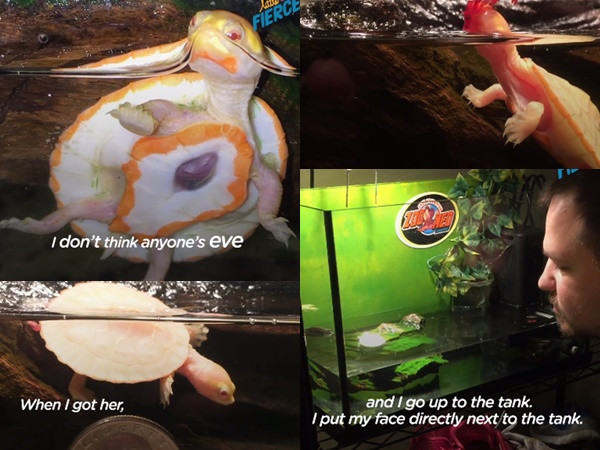 Câu chuyện cảm động về cô rùa mini có trái tim... nằm ngoài lồng ngực