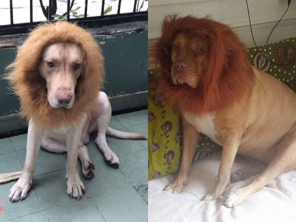Chú chó "hoá" sư tử trông như thật, khách đến chơi nhà "tái mét" chẳng dám bước vào