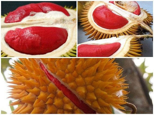 Sầu riêng ruột đỏ giá cao vẫn “cháy hàng“
