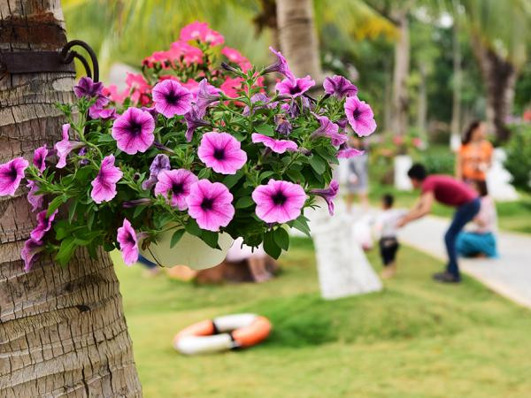 Lễ hội hoa Xuân lớn nhất miền Bắc đã chính thức khai trương