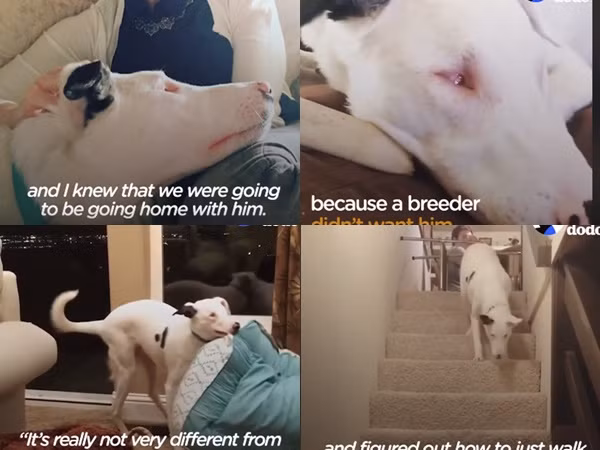 Chú chó lạc quan yêu đời nhất thế giới... dù bị mù và điếc