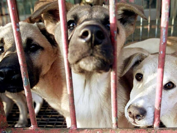 Làn sóng bài thịt chó từ Mỹ, Anh, Hàn Quốc đến Đông Nam Á