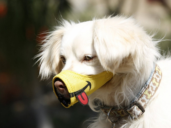 Thật bất ngờ, việc rõ mõm thú cưng đã xuất hiện từ "thời ông bà" cơ đấy!