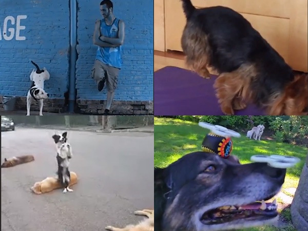 Thử thách không giới hạn phiên bản giành riêng cho thú cưng