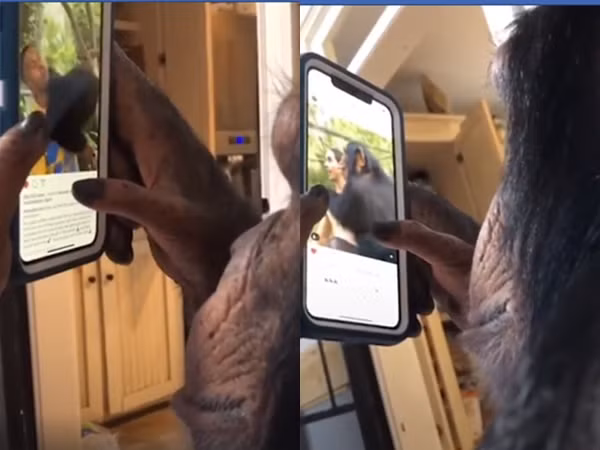 Dùng iPhone sành điệu nhất quả đất lại là... một chú tinh tinh