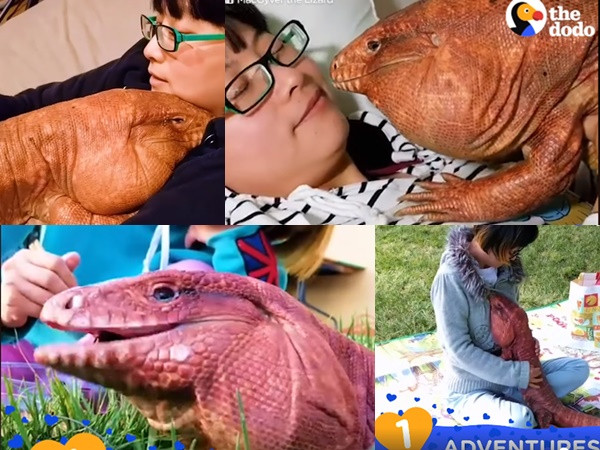 Yêu hết nấc - "người tình" thằn lằn đỏ của tôi