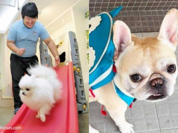 Thú cưng Hàn Quốc được đi học mẫu giáo: Ngày 6 tiết, có sổ liên lạc và kiểm tra bài cũ