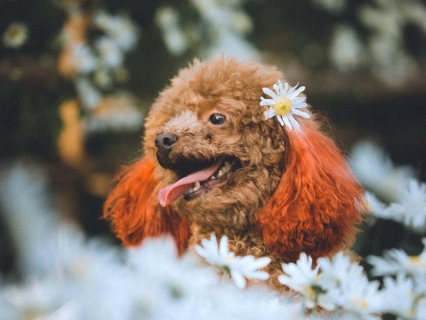 Mẫu hot nhất mùa cúc họa mi: Poodle siêu "thần thái" khiến các "con sen" phải ngưỡng mộ