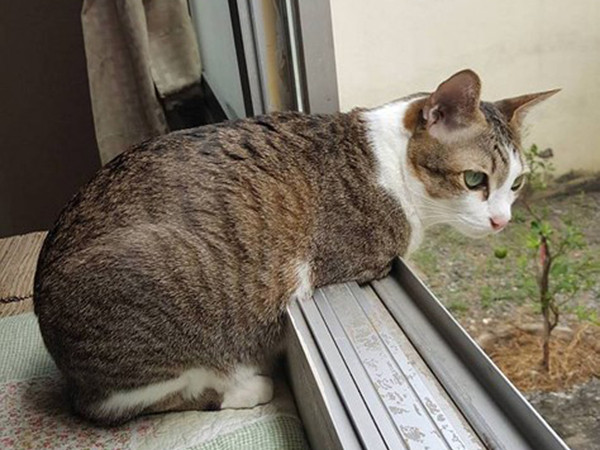 Nghị lực sống của chú mèo hai chân “đáng yêu hết phần thiên hạ”