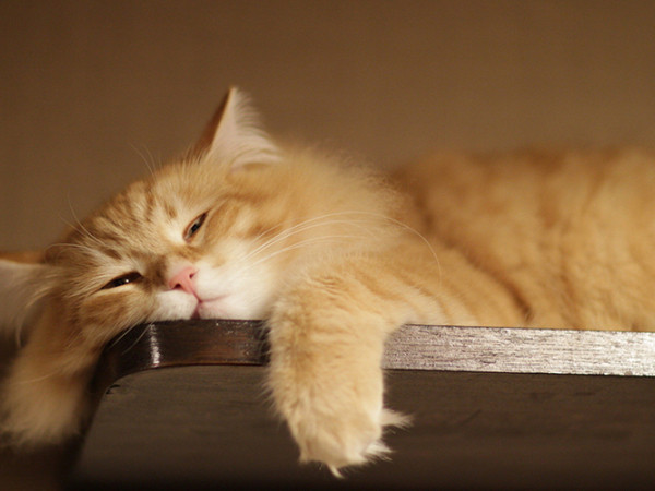 Những điều tưởng tượng và thực tế về tính cách của 12 cung hoàng đạo