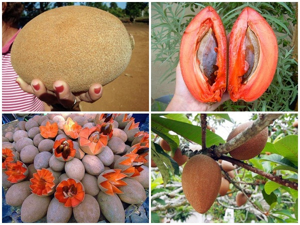 Kinh ngạc giống hồng xiêm "khủng": Ruột đỏ, nặng 2kg, giá gần 1 triệu đồng/cây giống