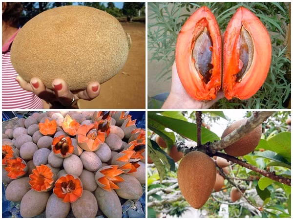 Kinh ngạc giống hồng xiêm "khủng": Ruột đỏ, nặng 2kg, giá gần 1 triệu đồng/cây giống
