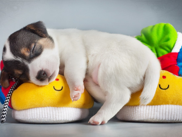 Horoscope: Mùa Hè, bạn sẽ giống loài vật dễ thương nào nhất?