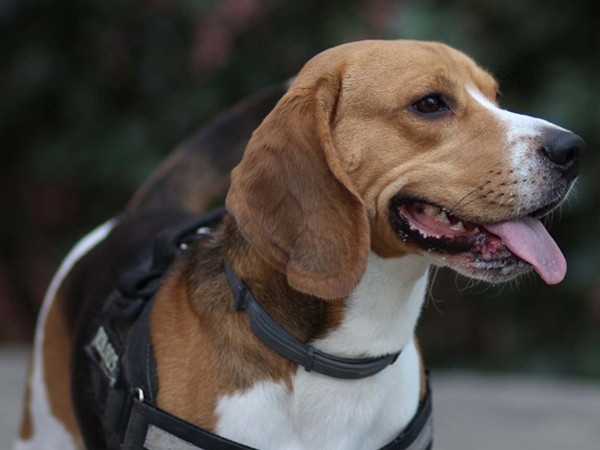 Chó phát hiện bệnh ung thư chính xác đến 97% – hơn cả các kiểu chụp chiếu đắt đỏ!