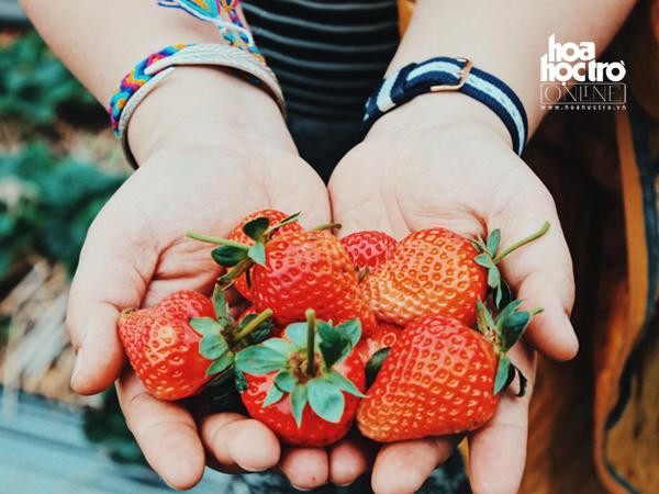 Chưa cần đến ĐÀ lạt, lên Mộc Châu bạn cũng có thể hái dâu!